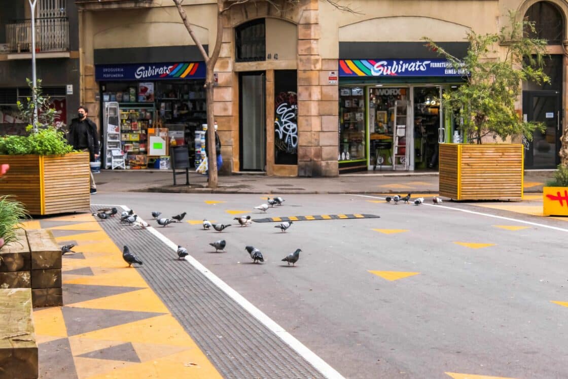 Verkehrsberuhigung: Tauben fühlen sich wohl auf dem neu geschaffenen Platz [Bildquelle: Björn Tolksdorf]